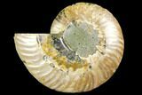 Cut & Polished Ammonite Fossil (Half) - Agate Replaced #146158-1